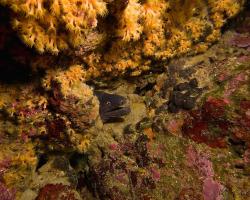 Muréna obecná - muraena helena - Mediterranean moray 