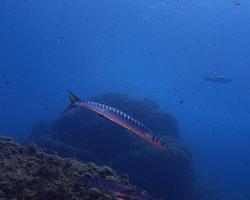 Soltýn obecný - sphyraena sphyraena - European barracuda 