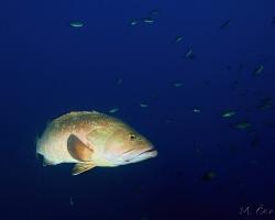 Kanic vroubený - epinephelus marginatus - dusky grouper