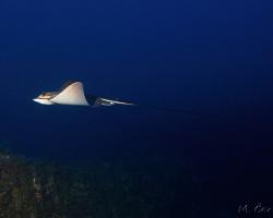 Siba deskozubá - myliobatis aquila - Common eagle ray