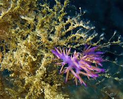 Flabelína fialová - flabellina affinis - aeolid nudibranch 