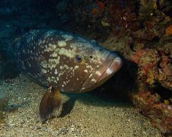 Kanic vroubený - epinephelus marginatus - dusky grouper