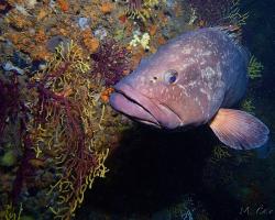 Kanic vroubený - epinephelus marginatus - dusky grouper