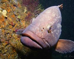 Kanic vroubený - epinephelus marginatus - dusky grouper