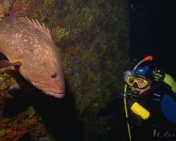 Kanic vroubený - epinephelus marginatus - dusky grouper