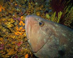 Kanic vroubený - epinephelus marginatus - dusky grouper