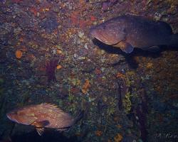 Kanic vroubený - epinephelus marginatus - dusky grouper