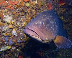 Kanic vroubený - epinephelus marginatus - dusky grouper