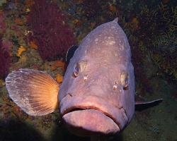 Kanic vroubený - epinephelus marginatus - dusky grouper