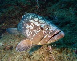 Kanic vroubený - epinephelus marginatus - dusky grouper