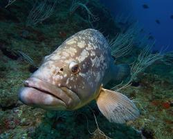 Kanic vroubený - epinephelus marginatus - dusky grouper