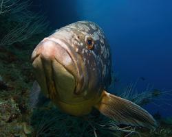 Kanic vroubený - epinephelus marginatus - dusky grouper