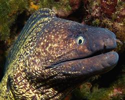 Muréna obecná - muraena helena - Mediterranean moray 