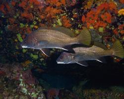 Smuha tmavá - sciaena umbra - Brown meagre 