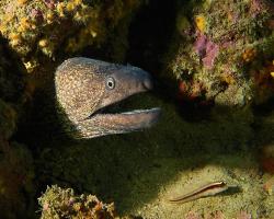 Muréna obecná - muraena helena - Mediterranean moray 