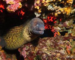 Muréna obecná - muraena helena - Mediterranean moray 