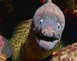 Muréna obecná - muraena helena - Mediterranean moray 