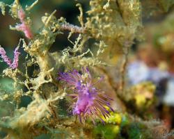 Flabelína fialová - flabellina affinis - aeolid nudibranch 