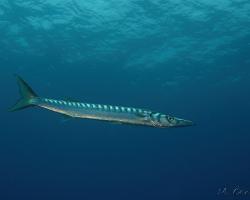 Soltýn obecný - sphyraena sphyraena - European barracuda 