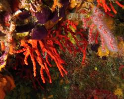 Korál červený - corallium rubrum - red coral