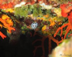 Hvězdnatka leopardí - peltodoris atromaculata - dorid nudibranch 