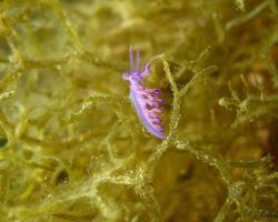 Flabelína fialová - flabellina affinis - aeolid nudibranch 