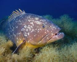 Kanic vroubený - epinephelus marginatus - dusky grouper