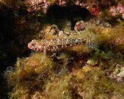 Hlaváč krvavý - gobius cruentatus - Red-mouthed goby