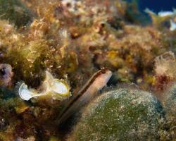 slizoun Rouxův - parablennius rouxi - Longstriped blenny