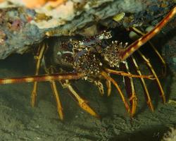 Langusta evropská - Palinurus elephas - spiny lobster