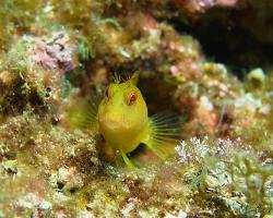 Slizoun jemnorohý - Parablennius pilicornis - Yellow Blenny