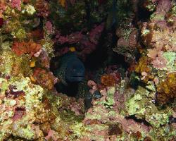 Muréna obecná - muraena helena - Mediterranean moray 