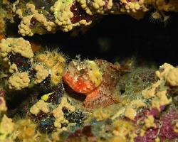 Ropušnice malá - scorpaena notata - Small red scorpionfish 