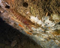 kreveta prosvítavá - Palaemon elegans - rock shimp