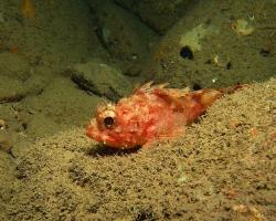 ropušnice malá - Scorpaena notata - Small red scorpionfish 