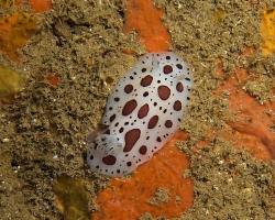 hvězdnatka leopardí - Peltodoris atromaculata - dorid nudibranch 