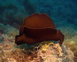 zej obrovský - Aplysia depilans - depilatory sea hare 