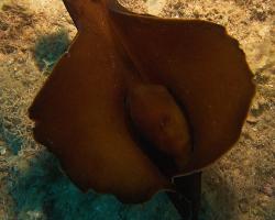 zej obrovský - Aplysia depilans - depilatory sea hare 