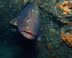 kanic vroubený - Epinephelus marginatus - dusky grouper
