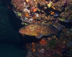 kanic vroubený - Epinephelus marginatus - dusky grouper