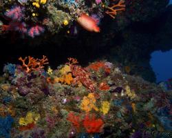 ropušnice malá - Scorpaena notata - Small red scorpionfish 