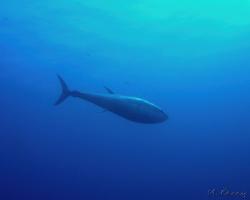 tuňák obecný - Thunnus thynnus -  Atlantic bluefin tuna