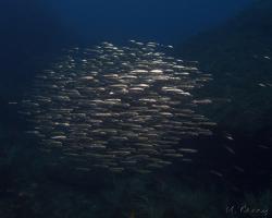 sardinka obecná - Sardina pilchardus -The European pilchard