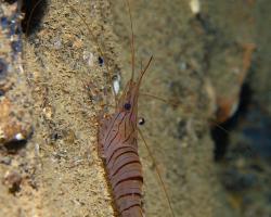 Kreveta prosvítavá - palaemon elegans - rock shimp
