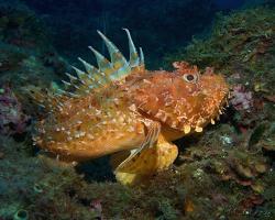 ropušnice obecná - Scorpaena scrofa - Bigscale scorpionfish