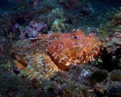 ropušnice obecná - Scorpaena scrofa - Bigscale scorpionfish