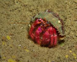 poustevníček - Dardanus arrosor - Red reef hermit or Mediterranean hermit crab