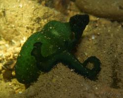 rypohlavec zelený - Bonellia viridis - the green spoonworm