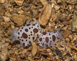 hvězdnatka leopardí - Peltodoris atromaculata - dorid nudibranch 