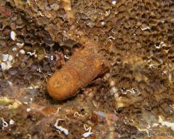 listorožec - Scyllarus pygmaeus - Pygmy Locust Lobster